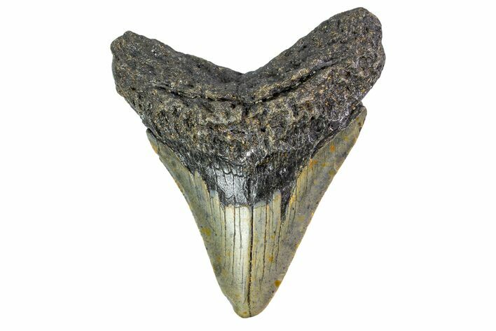 Fossil Megalodon Tooth - North Carolina #153093